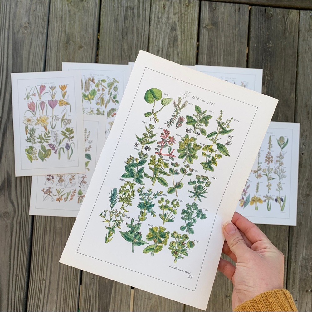 Vintage floral prints set of 8 - Picture 3 of 7